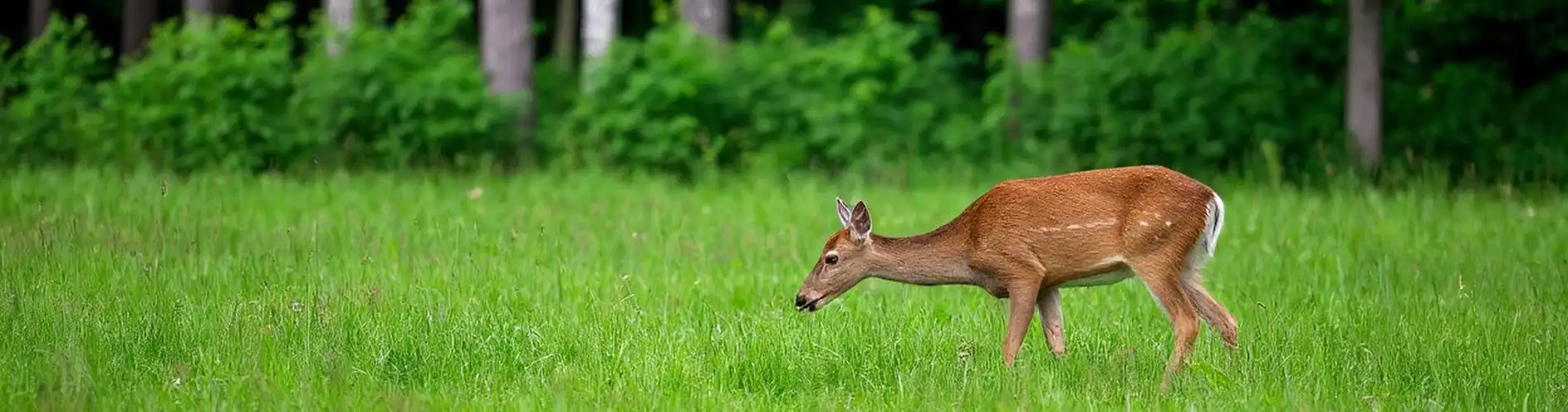 Дикие животные всё чаще выходят к людям в Казахстане: министр экологии назвал причину